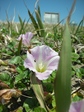 20070503-6.jpg