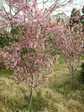 20080417-3.jpg
