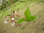 20080418-1.jpg