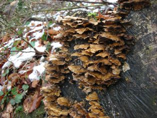 20091122-6.jpg