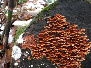 20091122-7.jpg