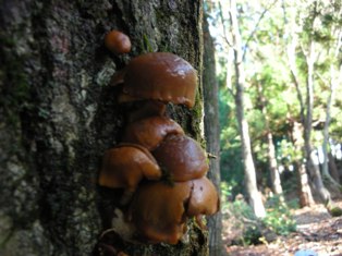 20091122-8.jpg
