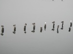 ohga152.jpg