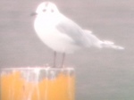 ohga153.jpg