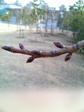 sakura2.bmp