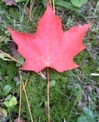 yooda_canada1.jpg