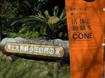 yooda_cone.jpg